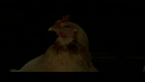 Neighbors 2-Laila